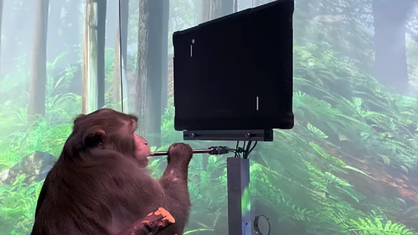 Mono juega a Pong, GamersRD