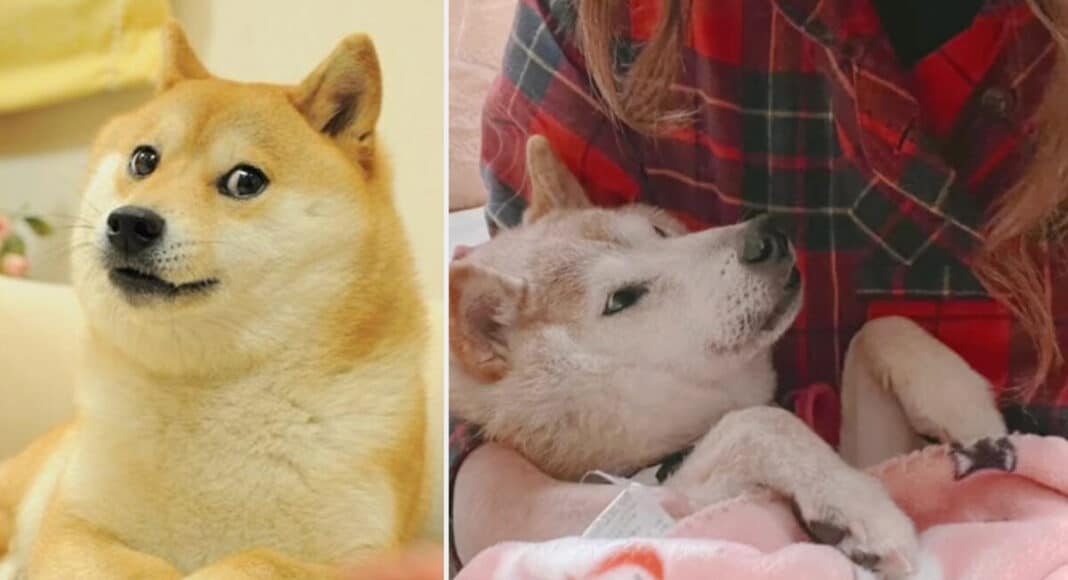 Kabosu el perro que se convirtió en el rostro del meme viral Doge y Dogecoin está enfermo de cáncer, GamersRD