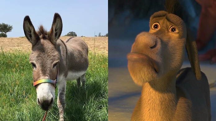 Burro real que inspiro el personaje de Shrek ha fallecido