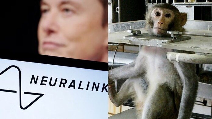Neuralink bajo escrutinio por muertes de monos en ensayos