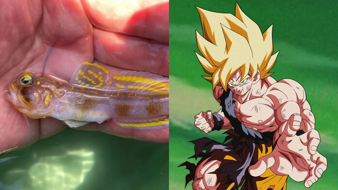Nueva especie de pez es bautizado como SuperSaiyan
